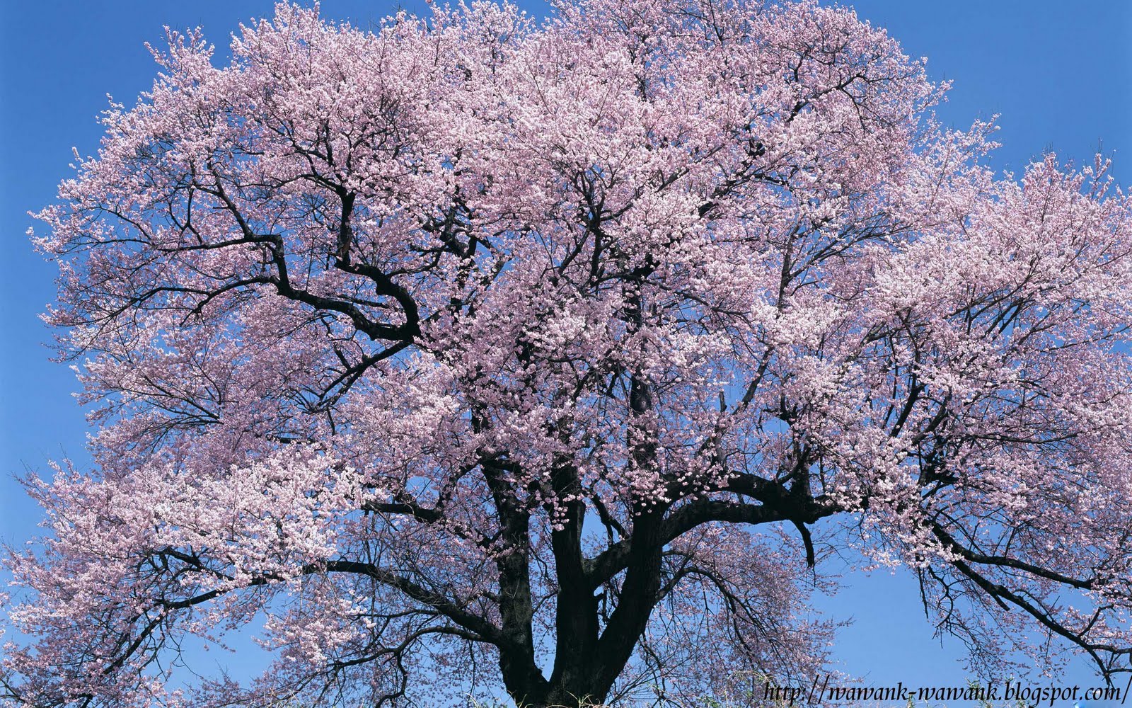 Wallpaper Desktop Bunga Sakura Terlengkap A1 Wallpaperz - High Resolution Japanese Cherry Blossom - HD Wallpaper 