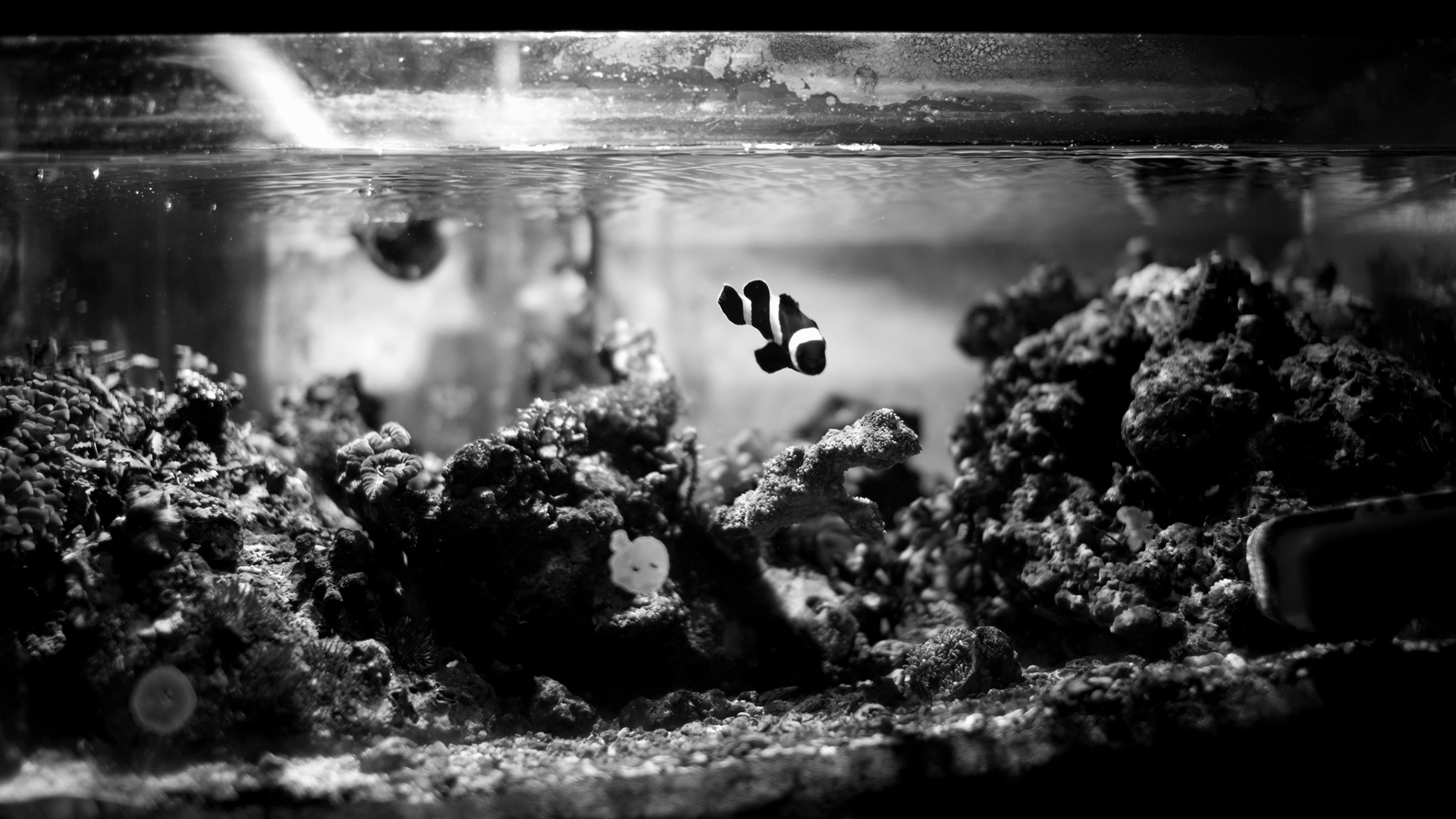 Black And White Aquarium Background - 1920x1080 Wallpaper 