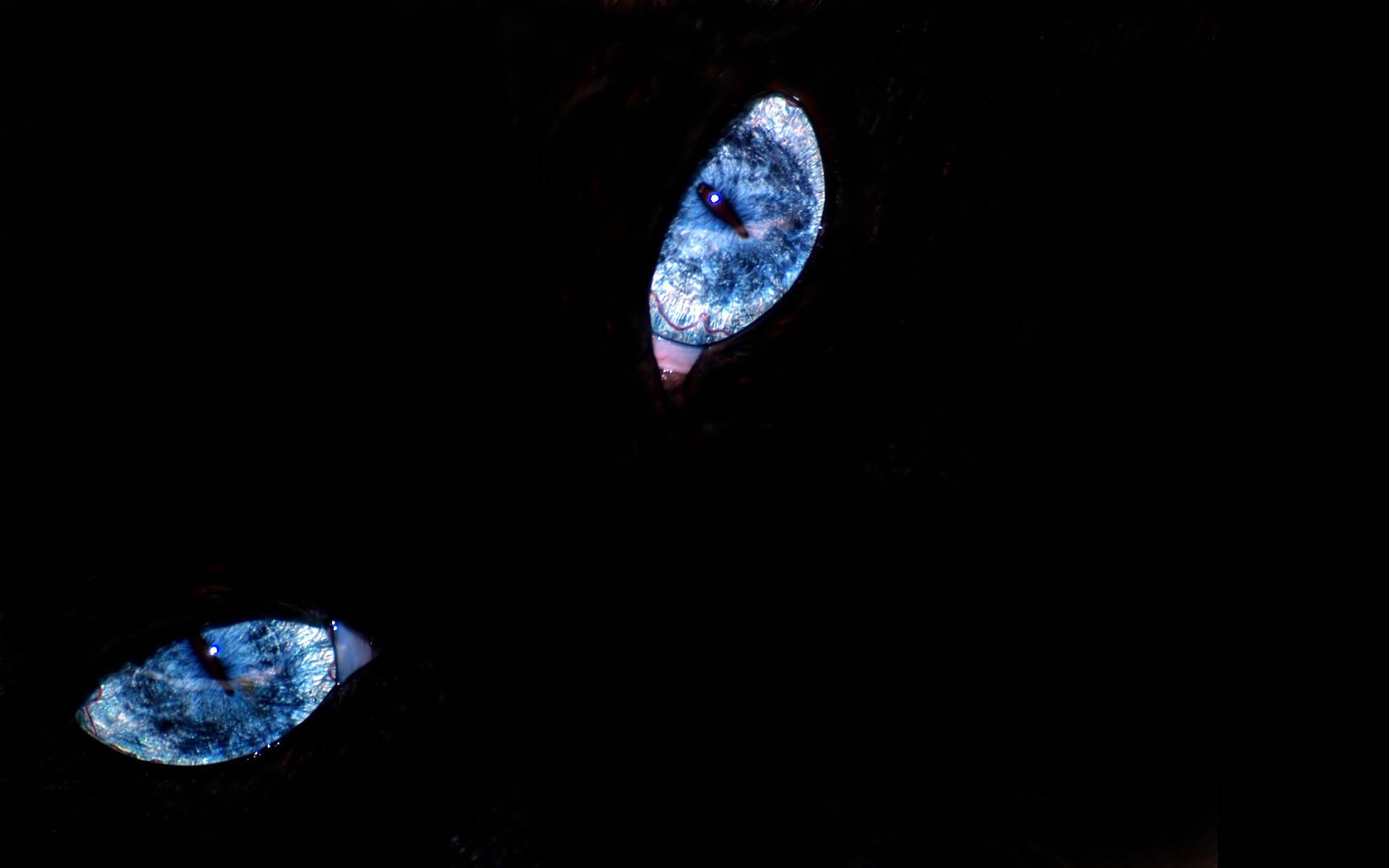 Blue Eyes In The Dark - HD Wallpaper 