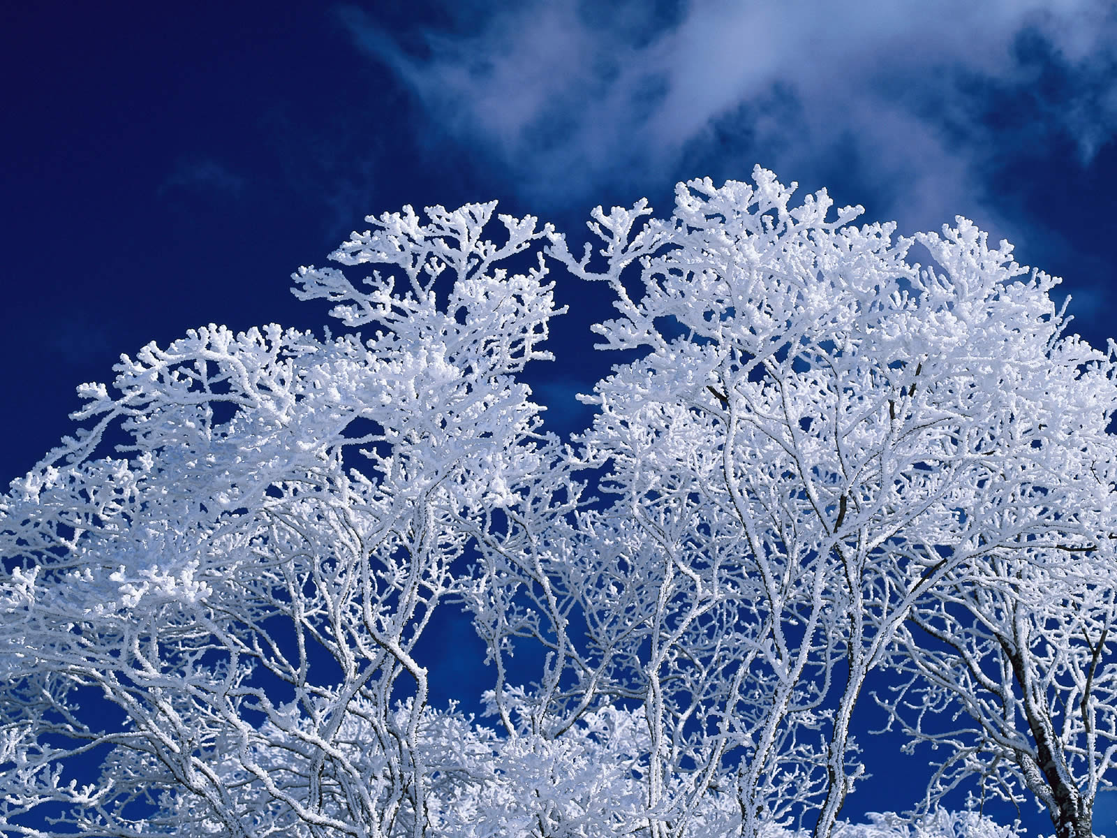 Wallpaper Salju Terindah - Winter Frost - HD Wallpaper 
