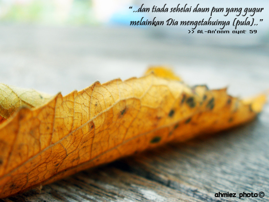 Macro Photography - HD Wallpaper 