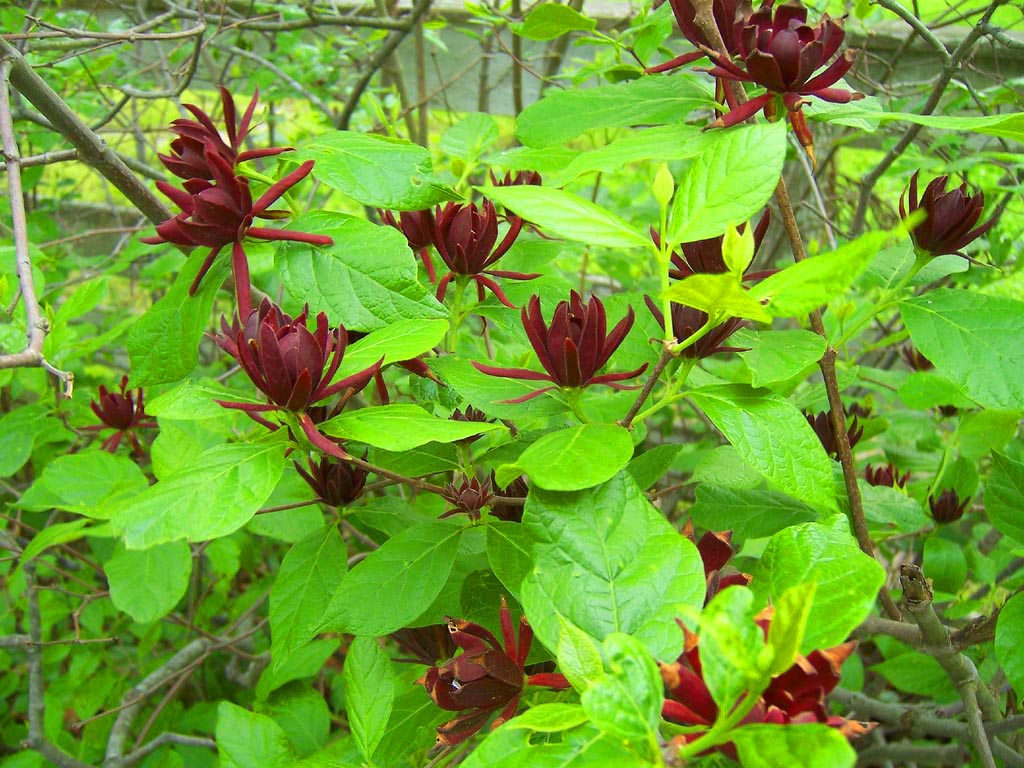 Kielichowiec Wonny Calycanthus Floridus - HD Wallpaper 