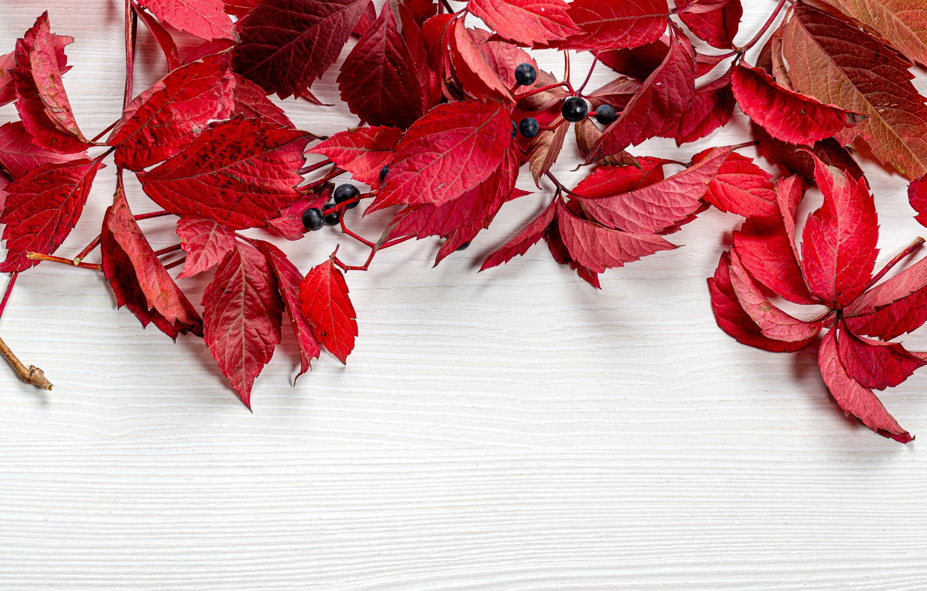 Photo Wallpaper Leaves, Berries, Table, Postcard, Template, - Maple Leaf - HD Wallpaper 