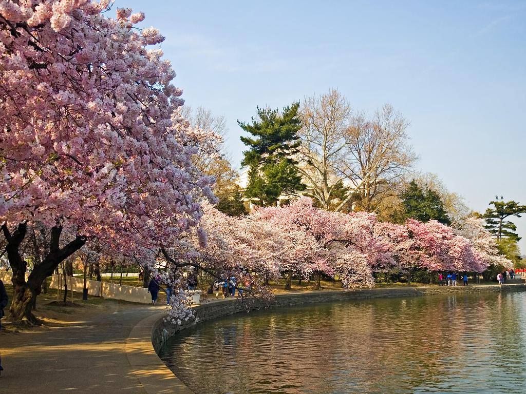 Divertirse Laman 4 Image Background Power Point Bunga - Washington Dc Cherry Blossom - HD Wallpaper 