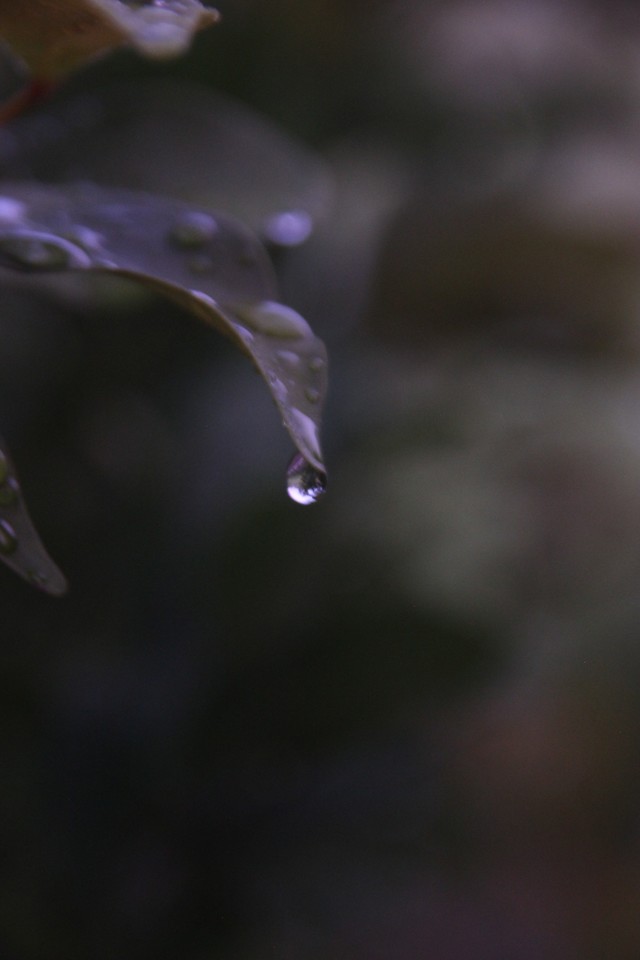 Macro Photography - HD Wallpaper 