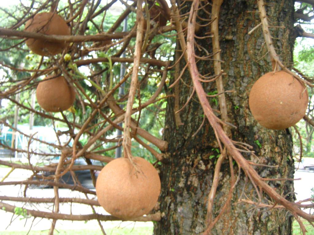 Pohon Sala - HD Wallpaper 