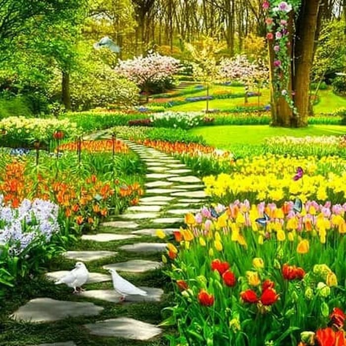 Tulip Forest - HD Wallpaper 