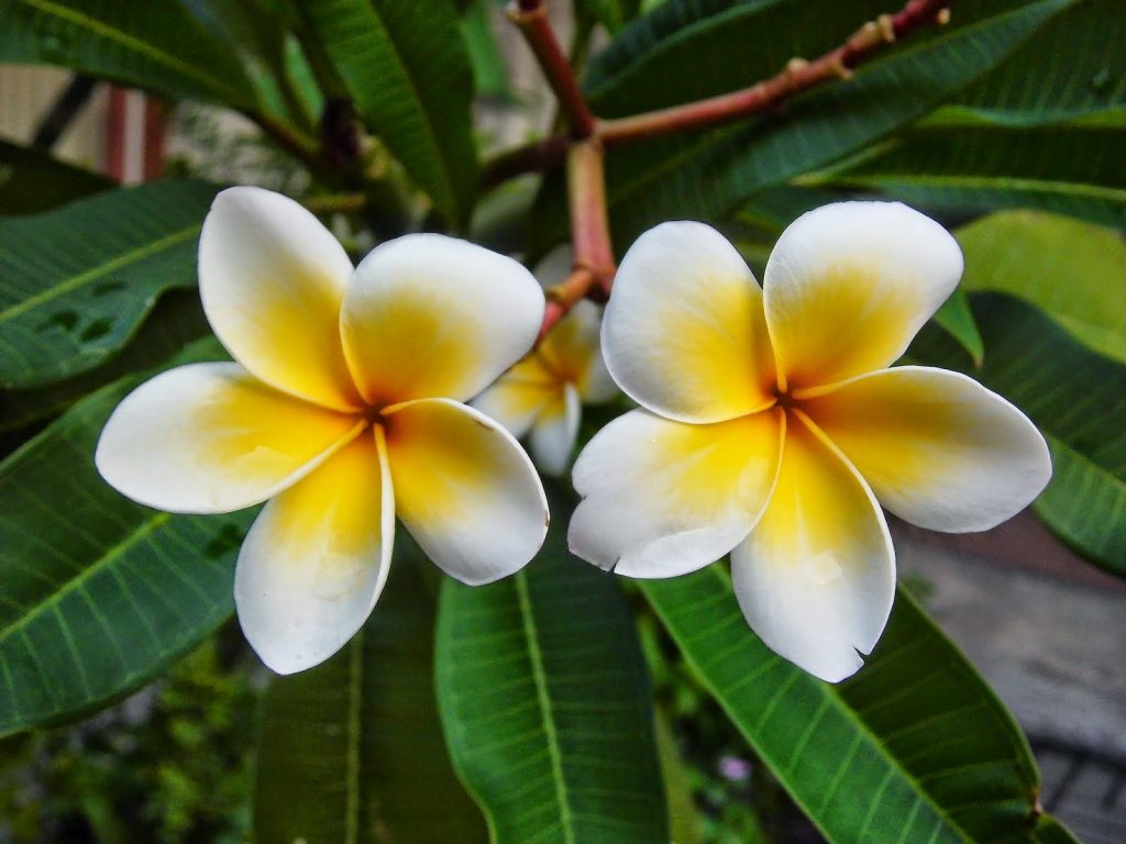 Bunga Kamboja, Manfaat Bunga Kamboja, Khasiat Bunga - Balinese Flower - HD Wallpaper 