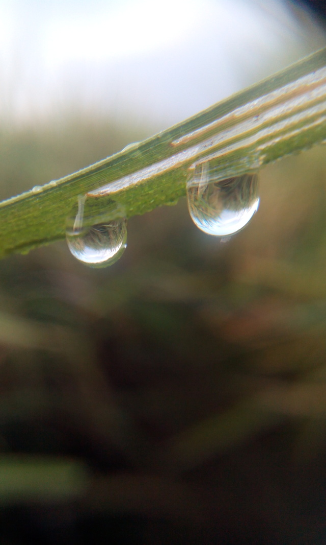 Macro Photography - HD Wallpaper 