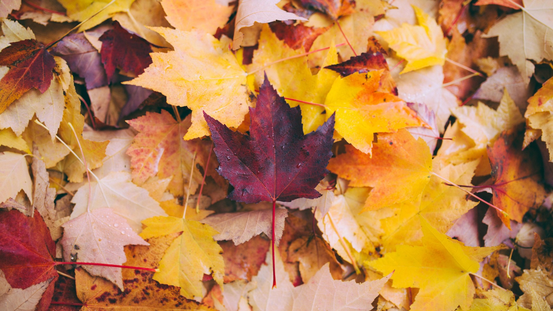 Wallpaper Musim Gugur Maple Daun Jatuh Hd Kuning Layar - Обои На Планшет Осень - HD Wallpaper 