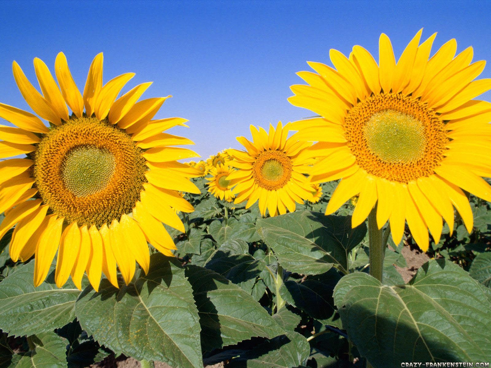 Field Of Sunflowers - HD Wallpaper 
