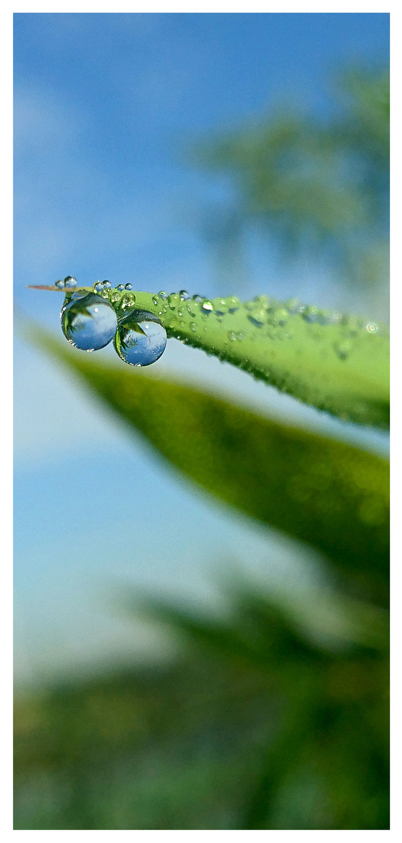 Wallpaper Ponsel Hujan Embun - Dew - HD Wallpaper 