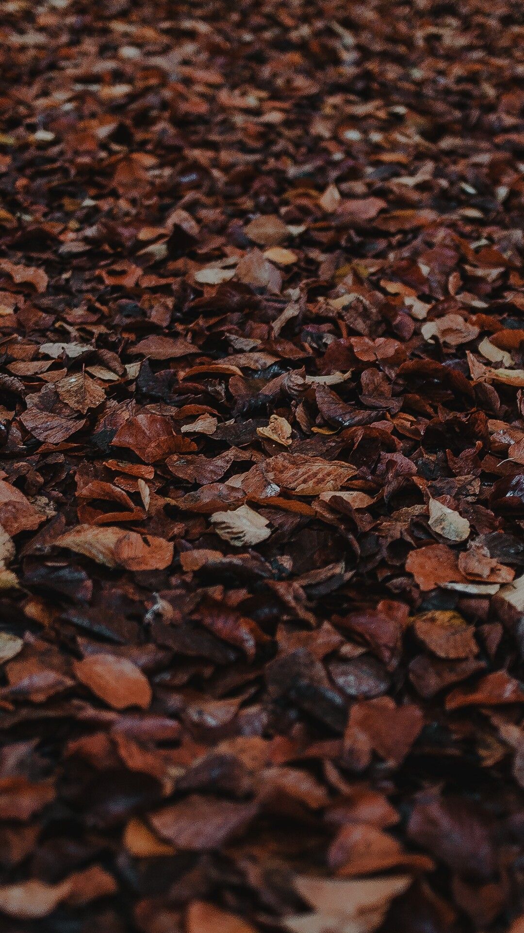 Aesthetic Brown Wallpaper Iphone - HD Wallpaper 