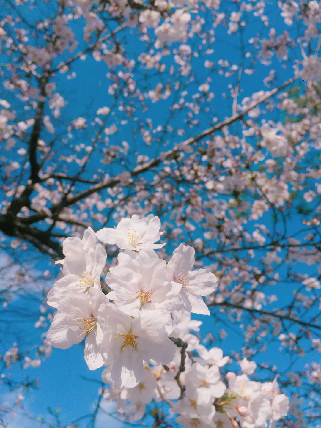 Musim Semi Di Korea - HD Wallpaper 