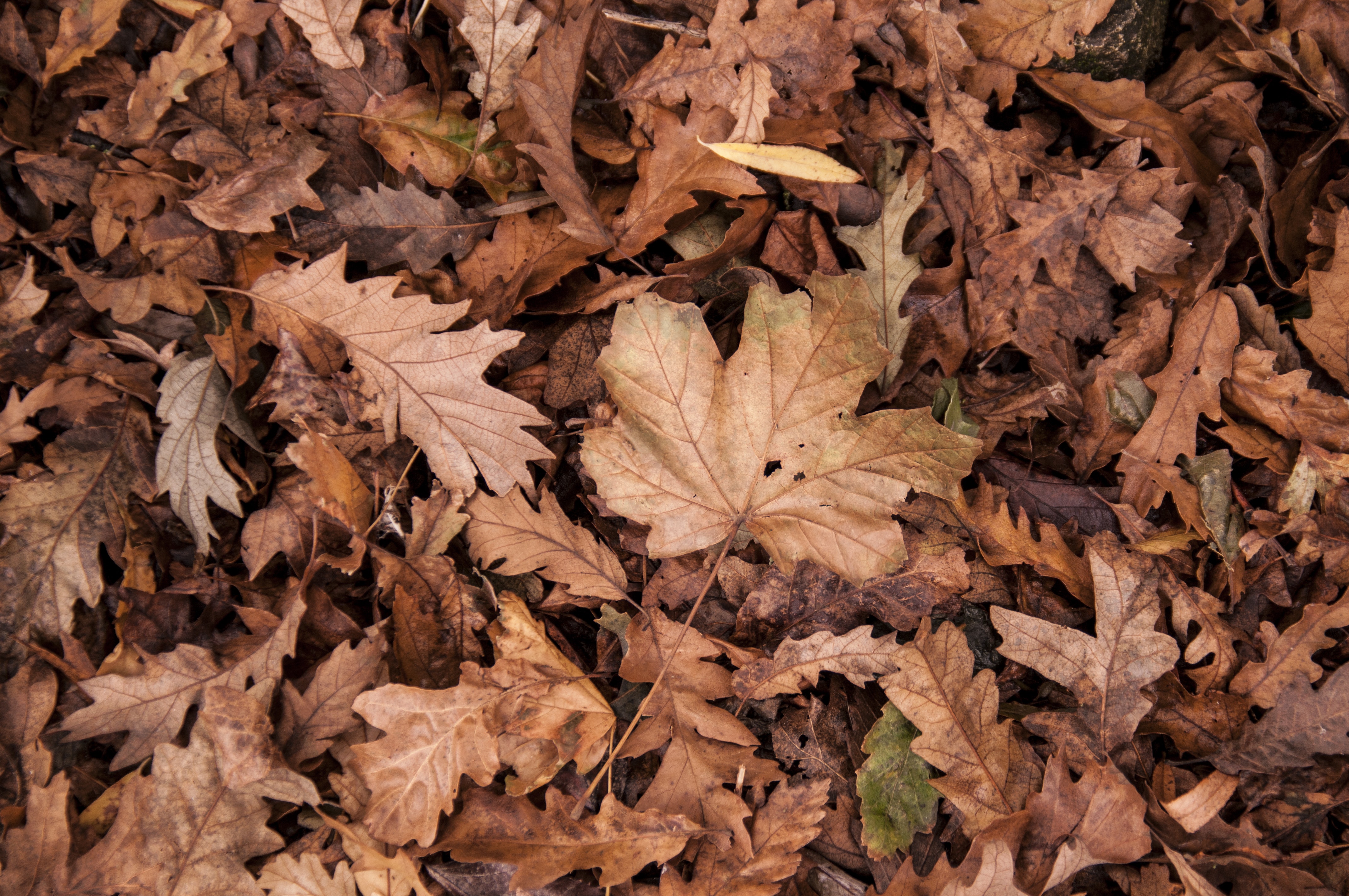 Dry Leaf - HD Wallpaper 