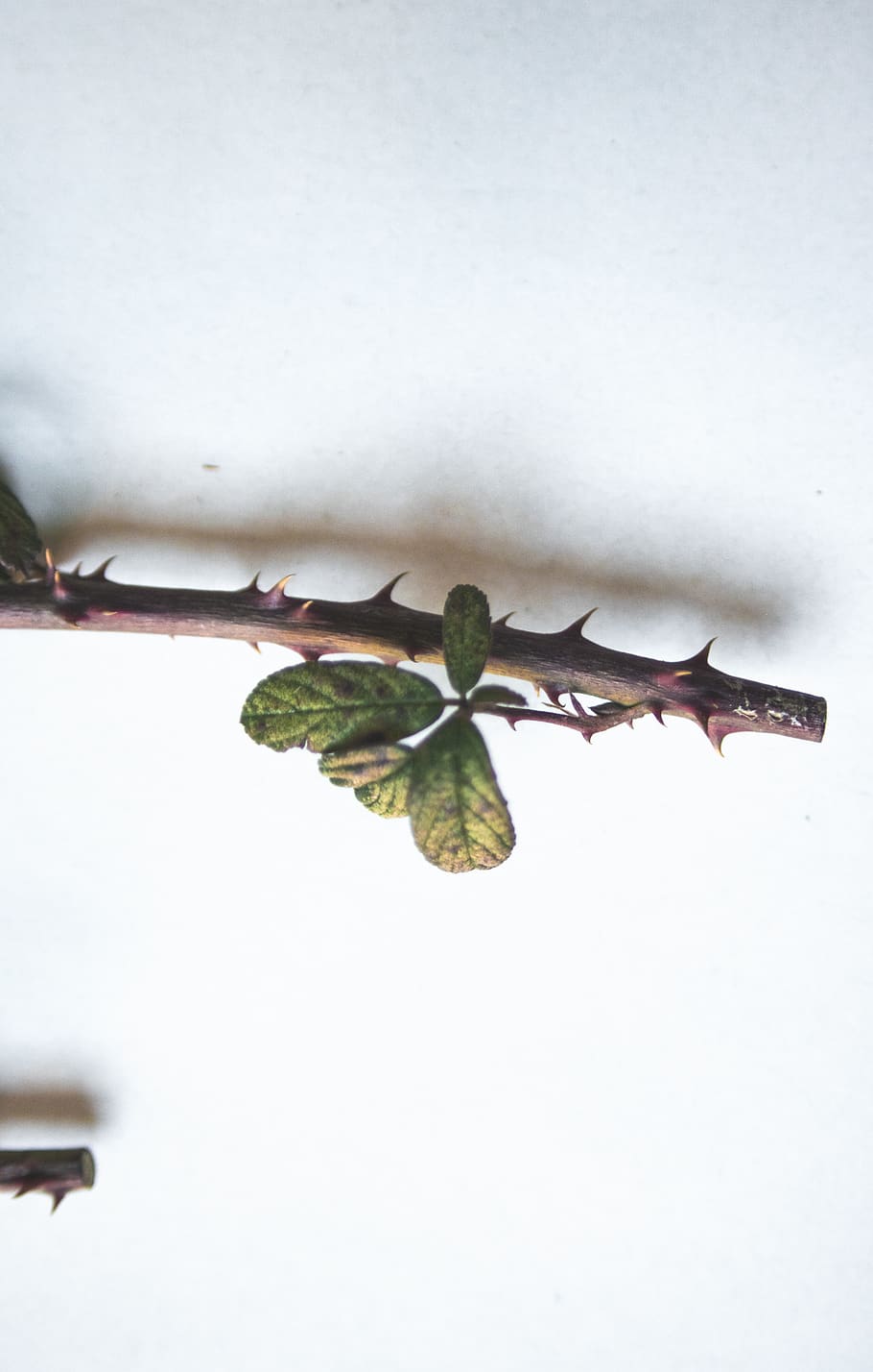 Acacia Greggii - HD Wallpaper 