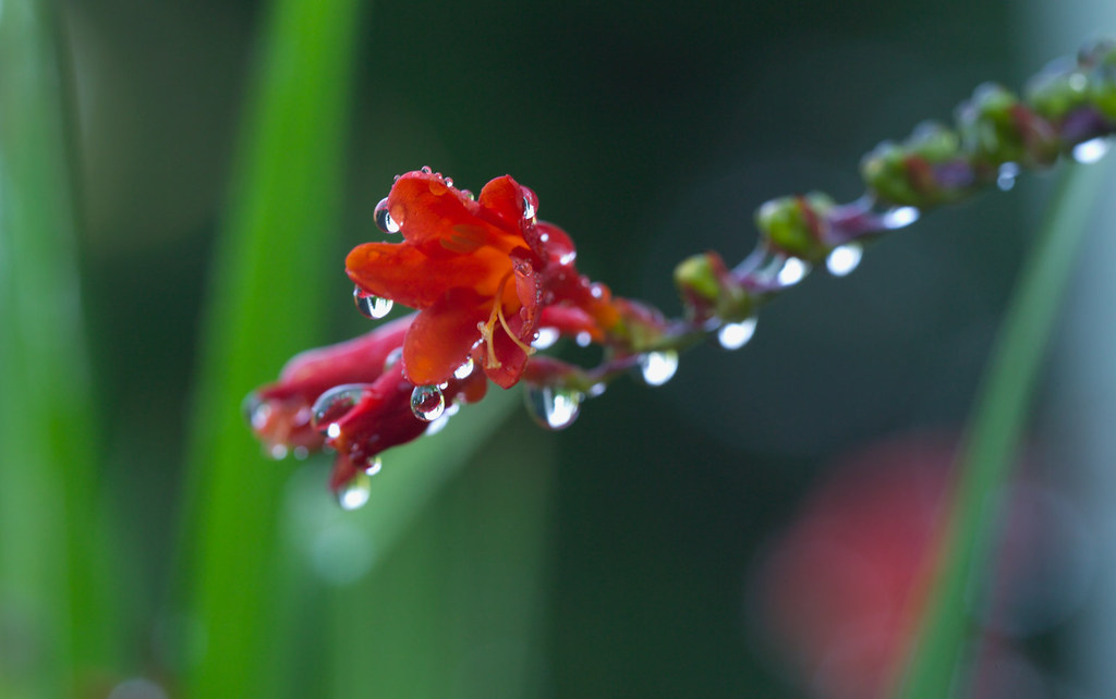 Flower In Rain - HD Wallpaper 