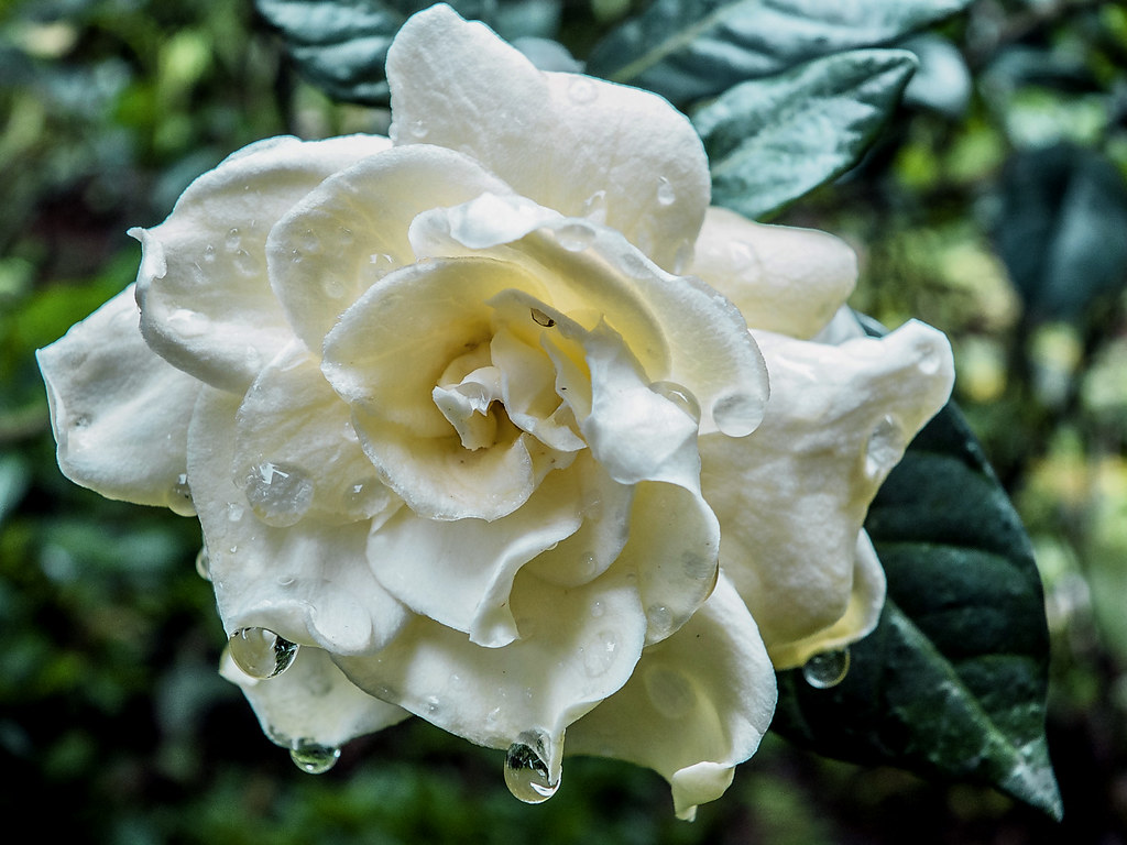 Gardenia - HD Wallpaper 
