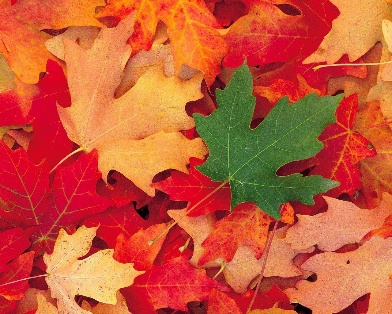 Background Ppt Musim Gugur - HD Wallpaper 