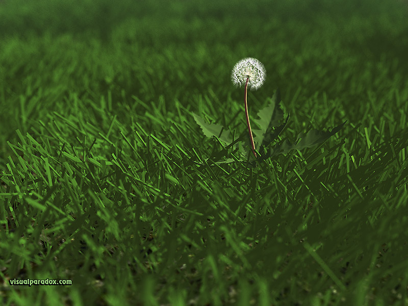 Weed, Flower, Grass, Lawn, Yard, Dandylion, Seeds, - Lawn - HD Wallpaper 