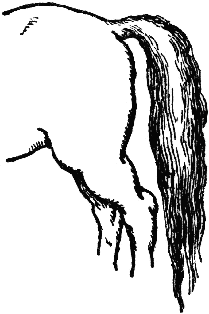 Tail Clip Art - HD Wallpaper 