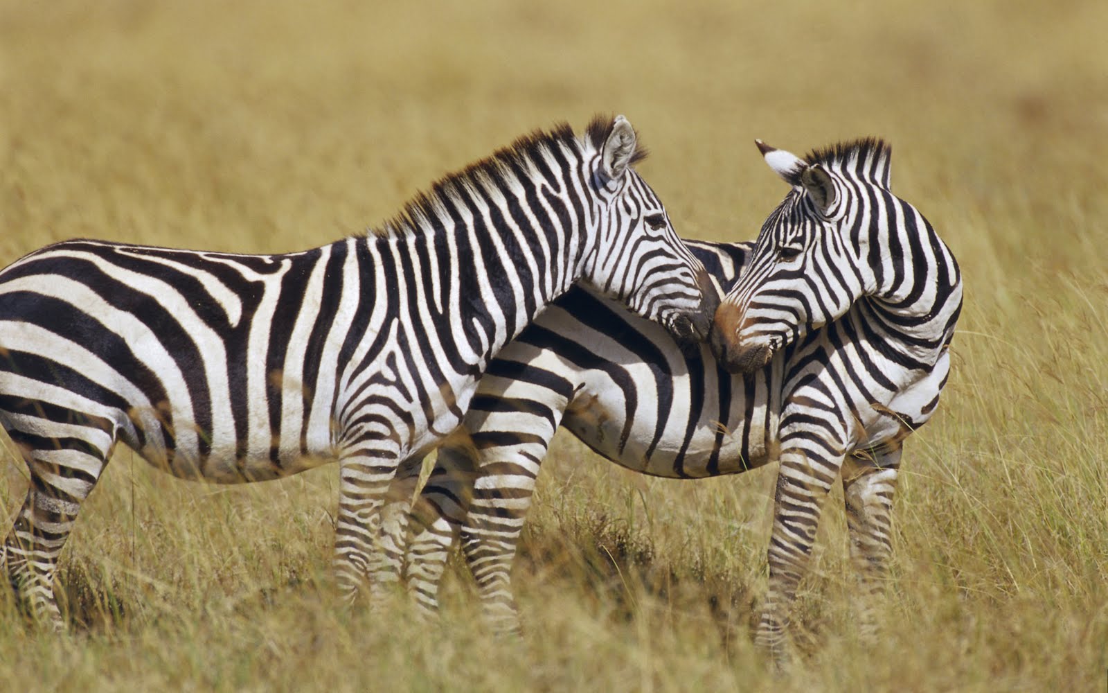 Gambar Afrika, Wallpaper Kehidupan Binatang Liar - Zebra Hd - HD Wallpaper 