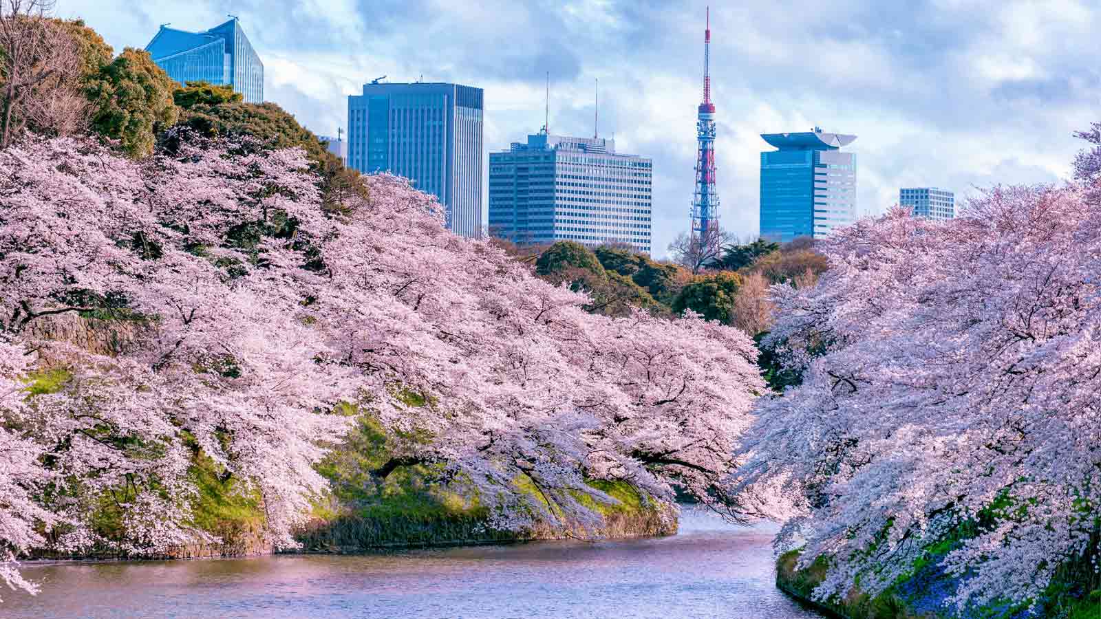 10 Tempat Di Tokyo Untuk Melihat Bunga Sakura Di Musim - Cherry Blossom Tokyo - HD Wallpaper 