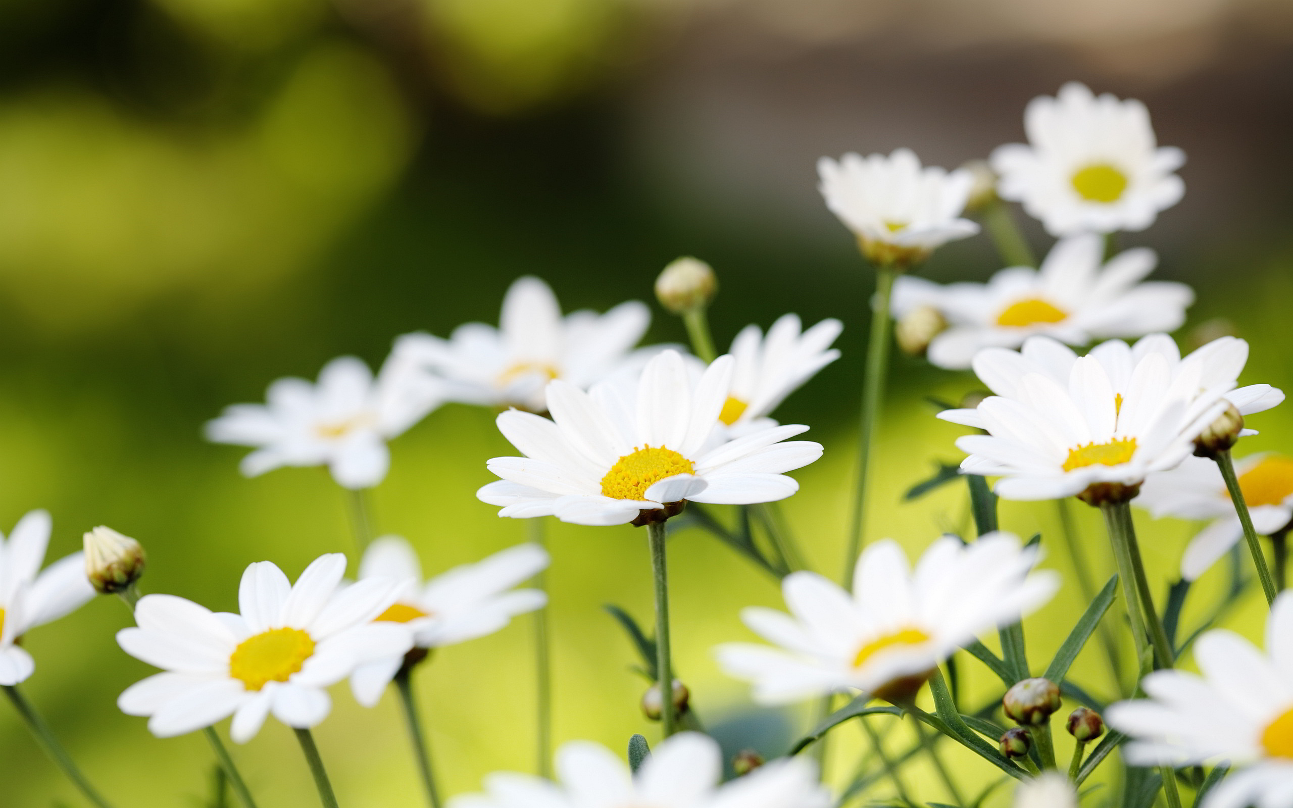 Daisies Backgrounds - HD Wallpaper 