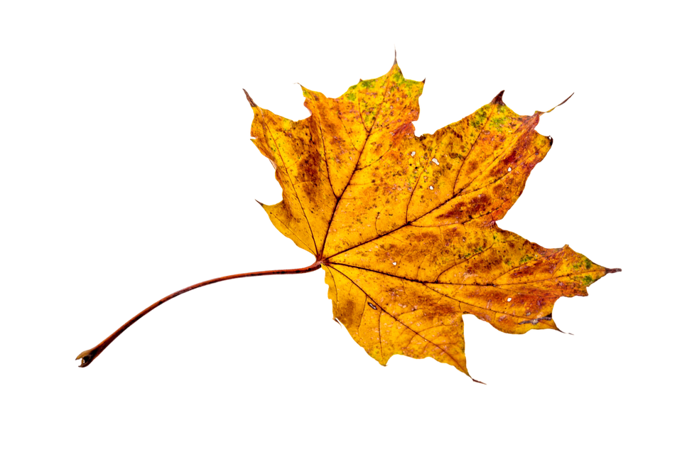 Thumb Image - Fall Leaf Png Transparent Background - HD Wallpaper 
