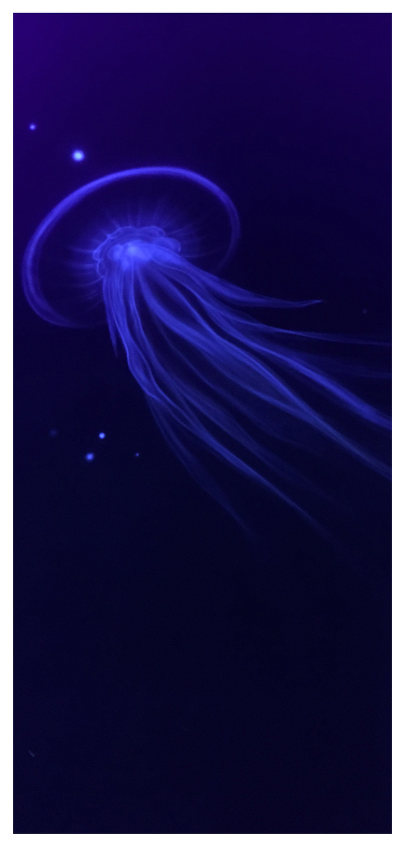 Wallpaper Ponsel Kehidupan Laut - Jellyfish - HD Wallpaper 