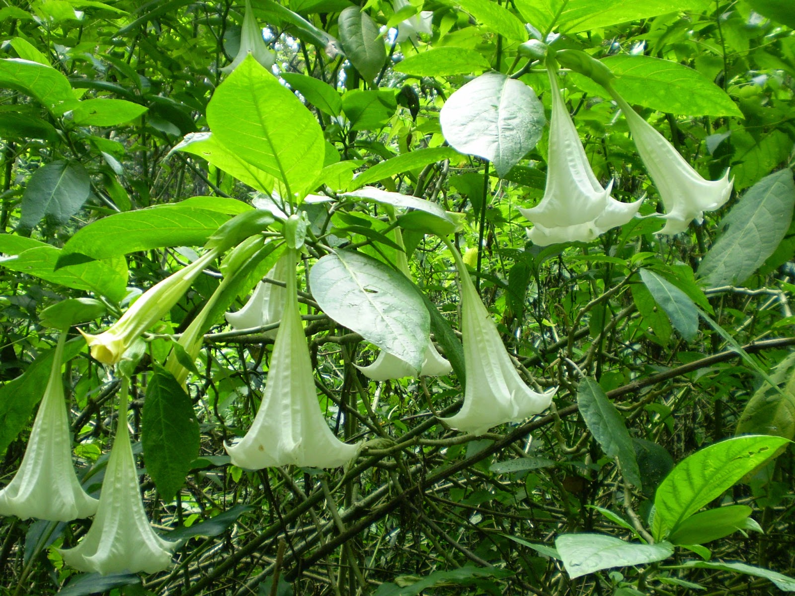 Jenis Bunga - HD Wallpaper 