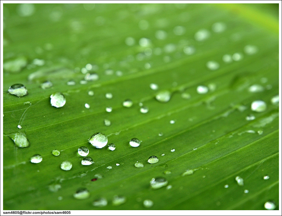 Dew - HD Wallpaper 