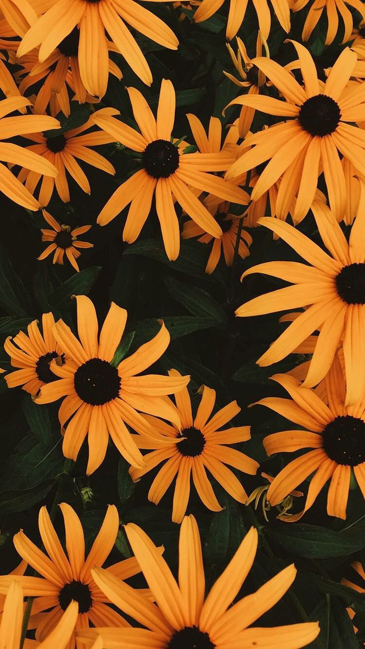 Iphone Pinterest Fondos De Pantalla - HD Wallpaper 