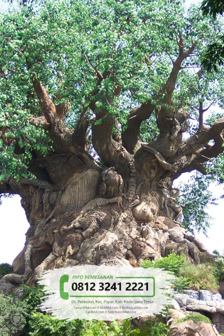 Jual Bibit Pohon Kunto Bimo / Sosis - Disney World, The Tree Of Life - HD Wallpaper 