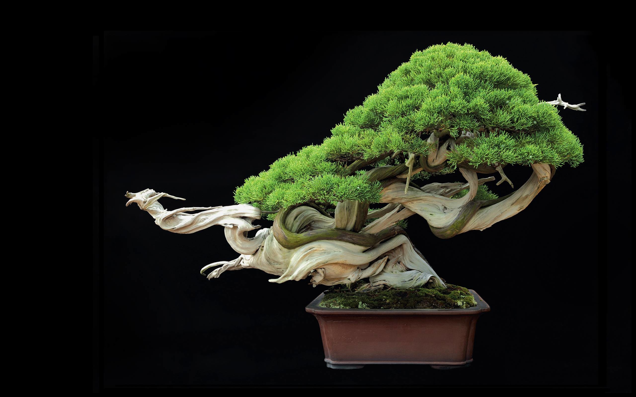 2560x1600, Tree Bonsai Tree Leaves G Wallpaper - Bonsai Art - HD Wallpaper 