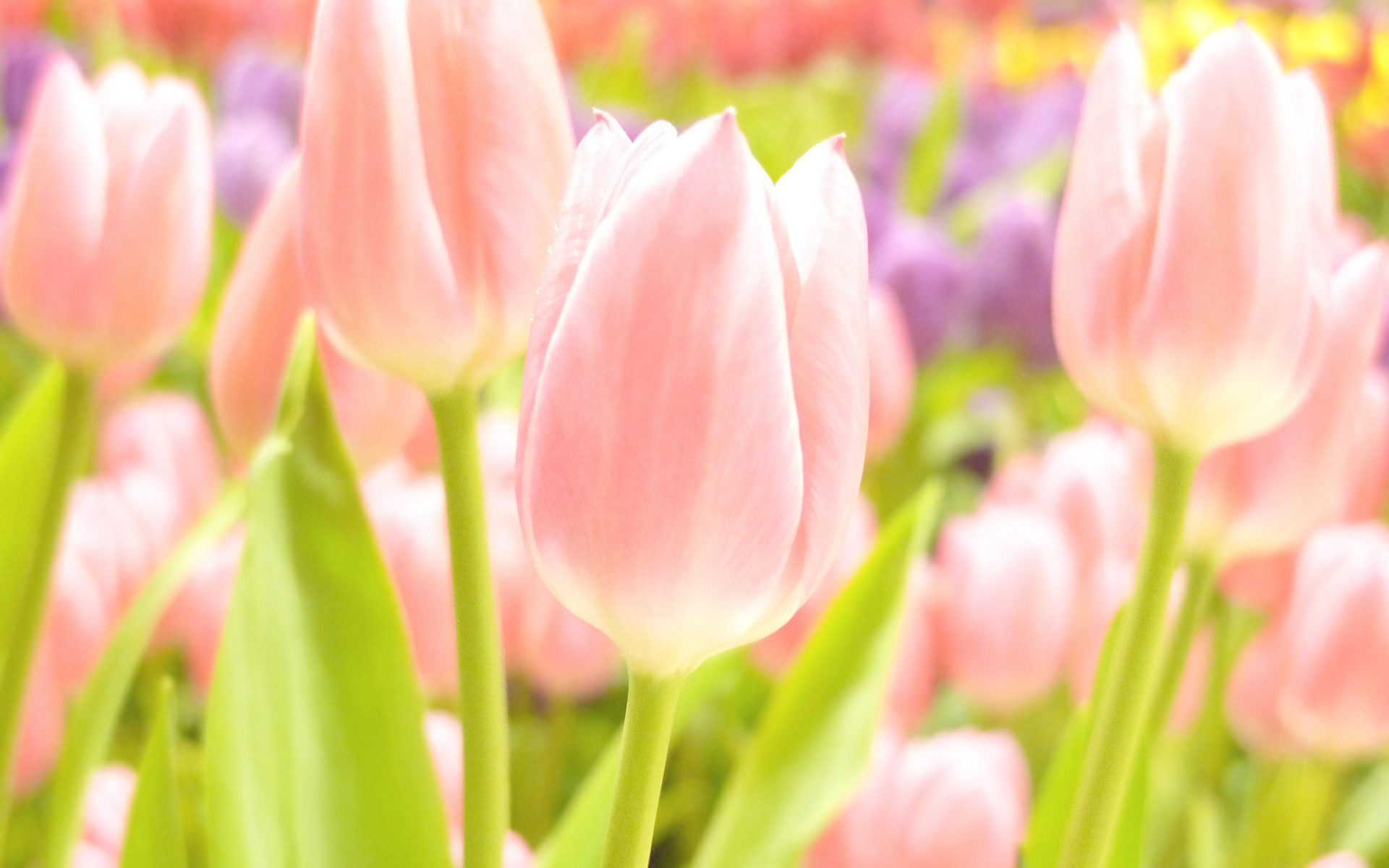 Kertas Dinding Bunga, Musim Panas, Musim Semi, Musim - Spring Desktop Wallpaper Tulips - HD Wallpaper 