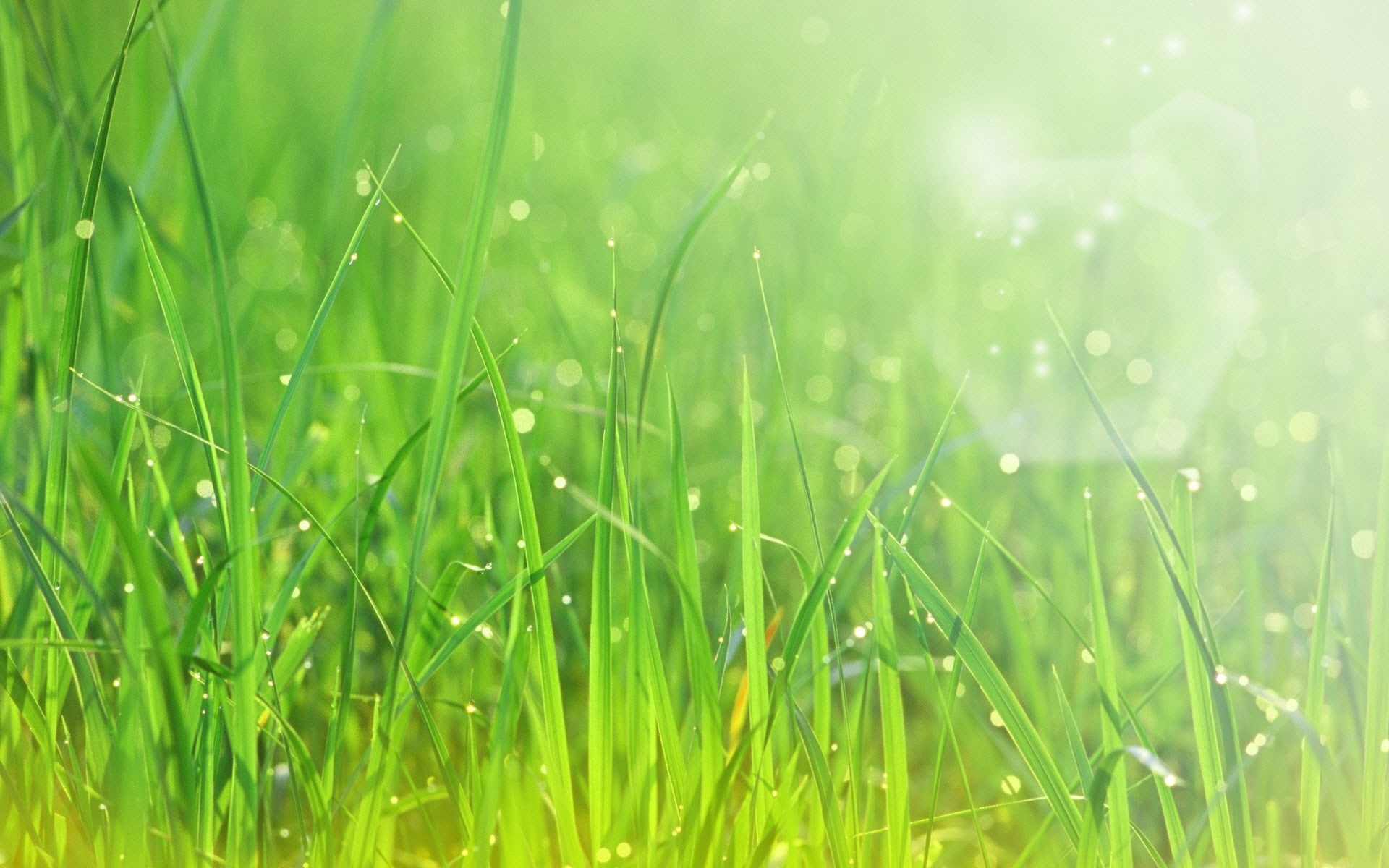 Grass Desktop Background - HD Wallpaper 