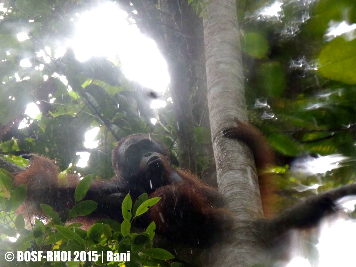 Orangutan - HD Wallpaper 