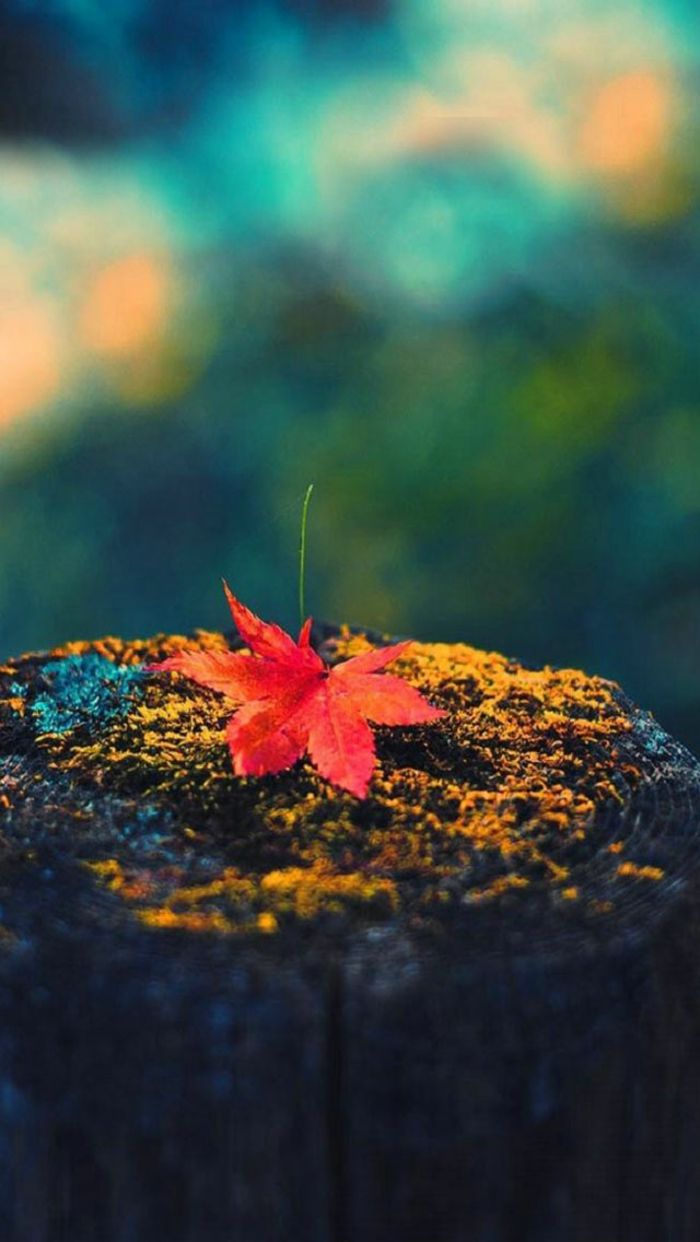 Wallpaper Aksen Untuk Musim Gugur Biru - Wunderschöne Hintergrundbilder - HD Wallpaper 