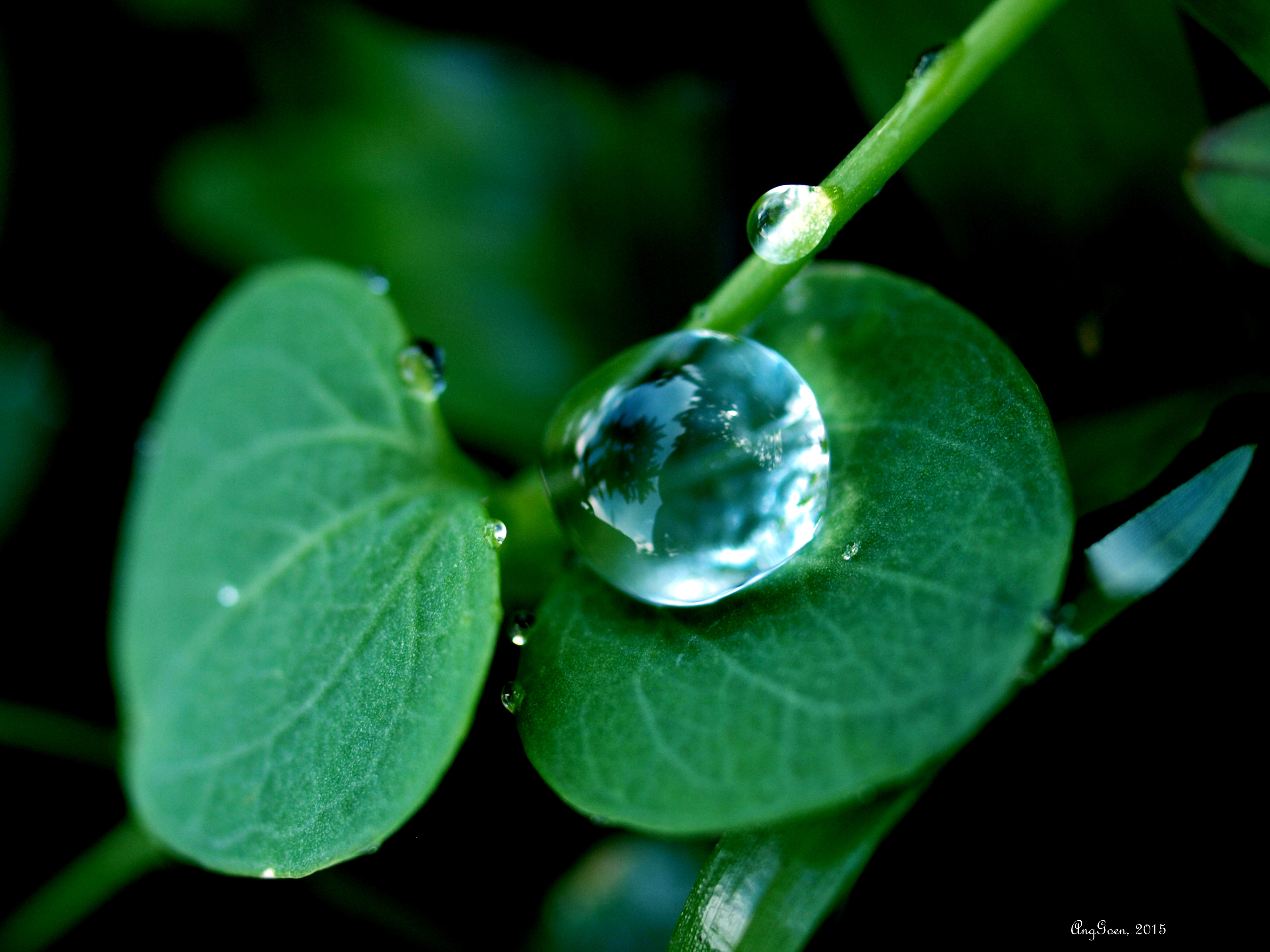 The Dew On A Herb S Leaves - Macro Photography - HD Wallpaper 