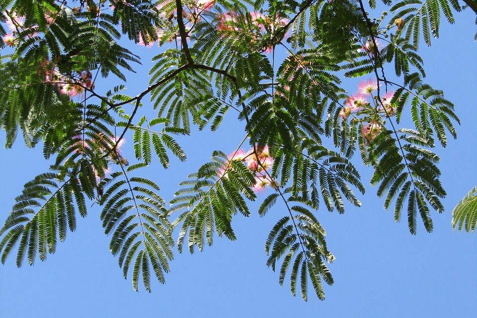 Persian Silk Tree - HD Wallpaper 