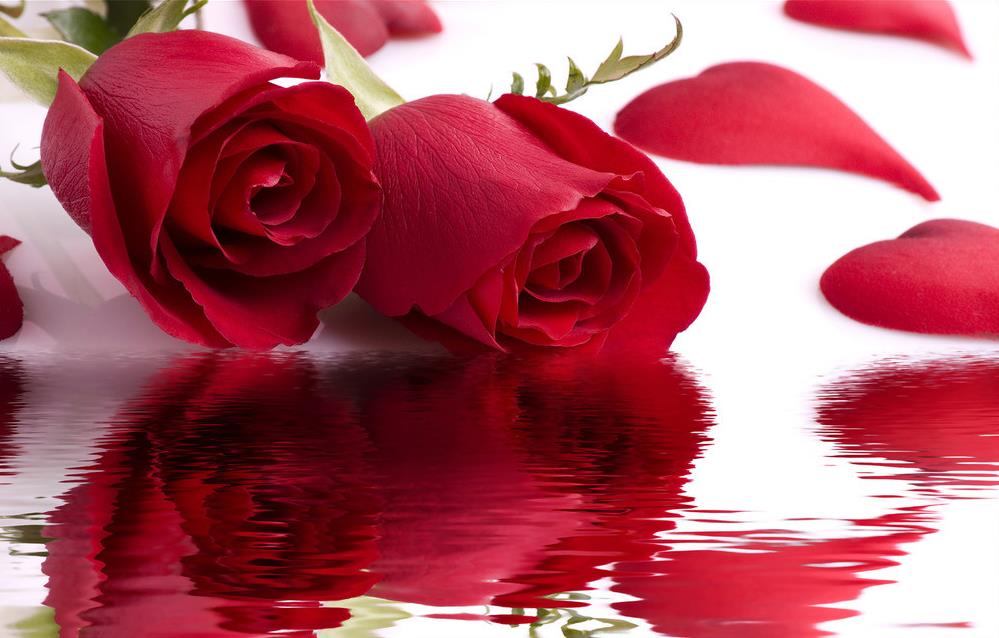 3d Flower Wallpapers Rose - HD Wallpaper 