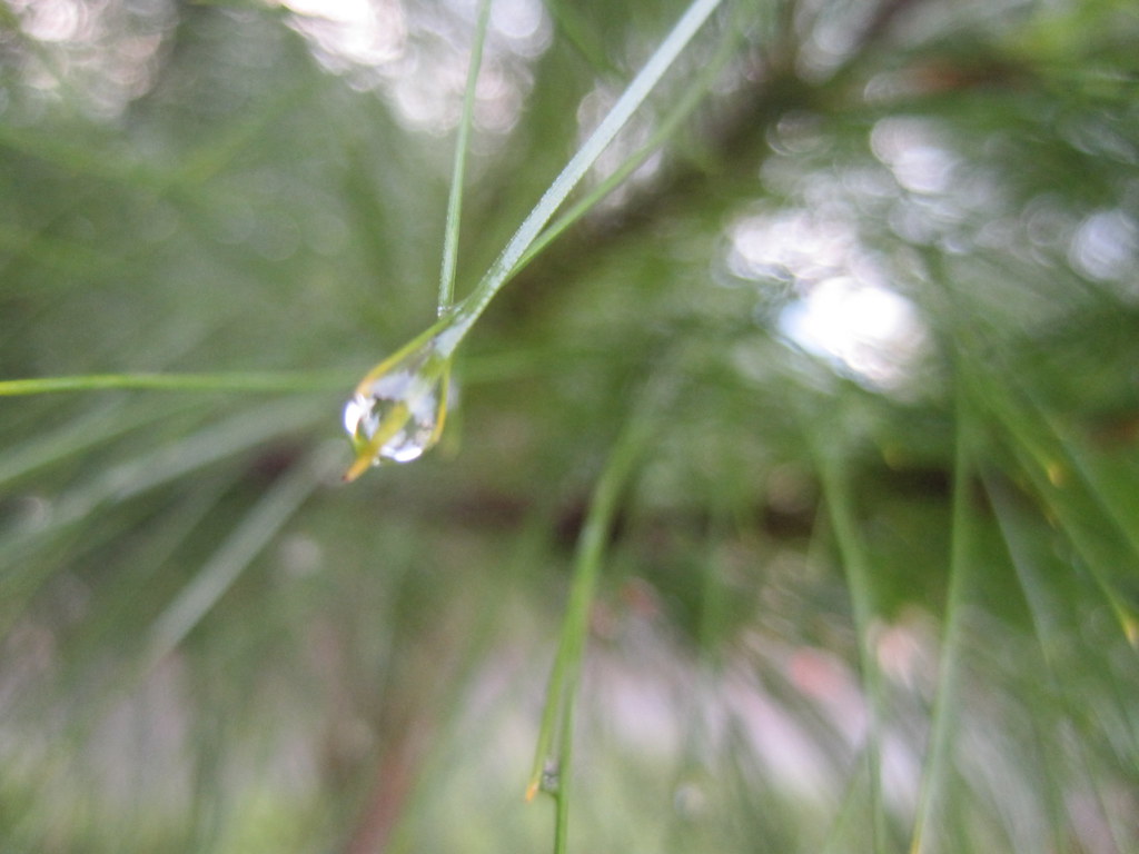 Macro Photography - HD Wallpaper 