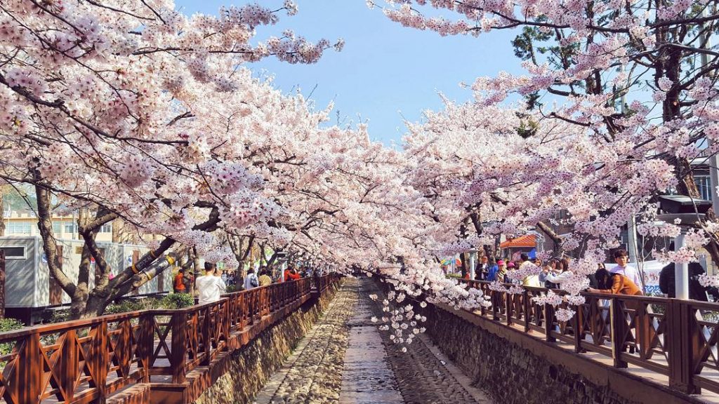 Wisata Cherry Blossom Di Festival Gunhangje Jinhae - HD Wallpaper 