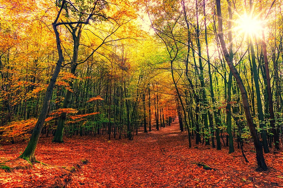 Forest In The Fall - HD Wallpaper 
