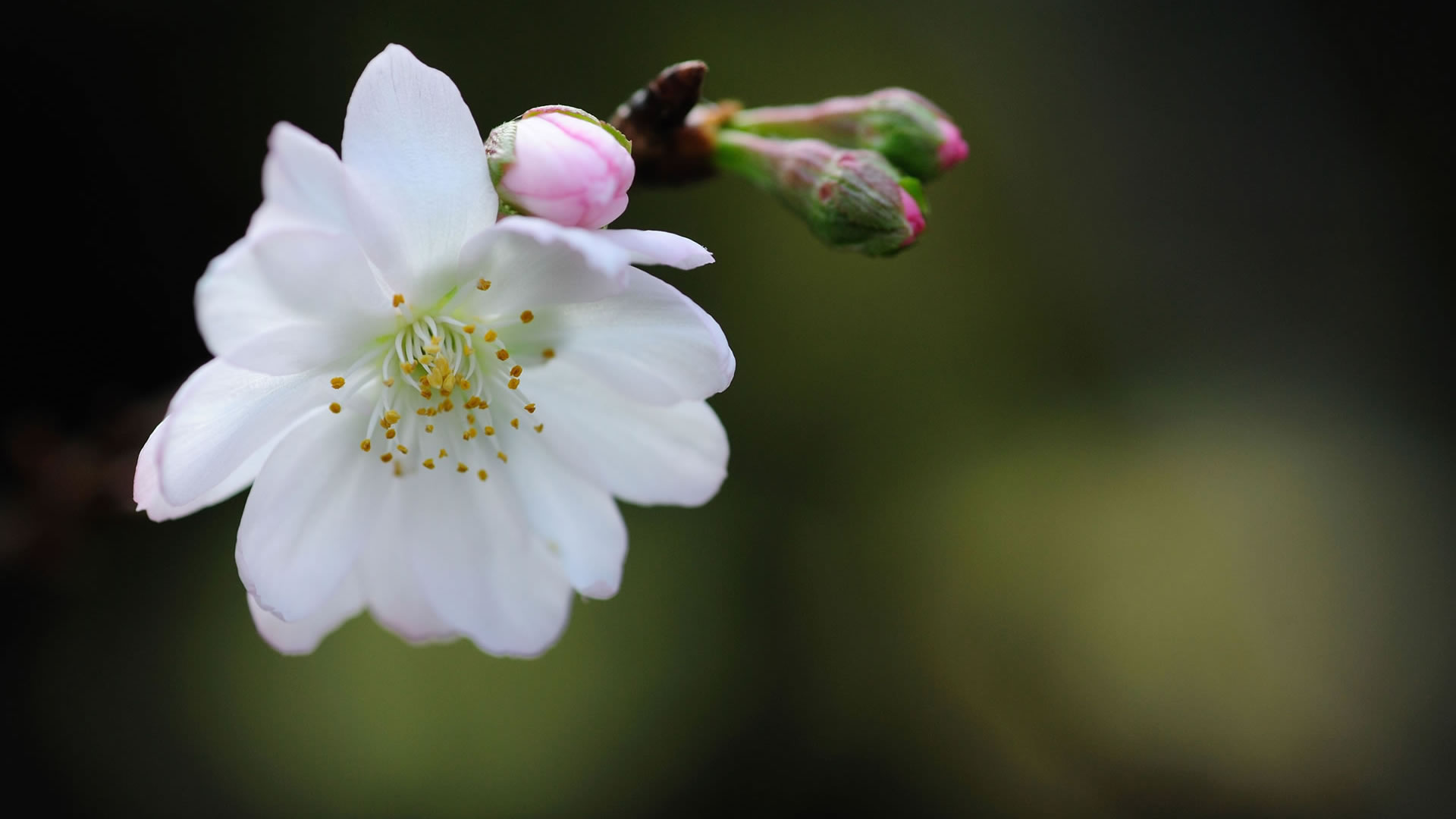 Very High Resolution Hd White Flowers - HD Wallpaper 