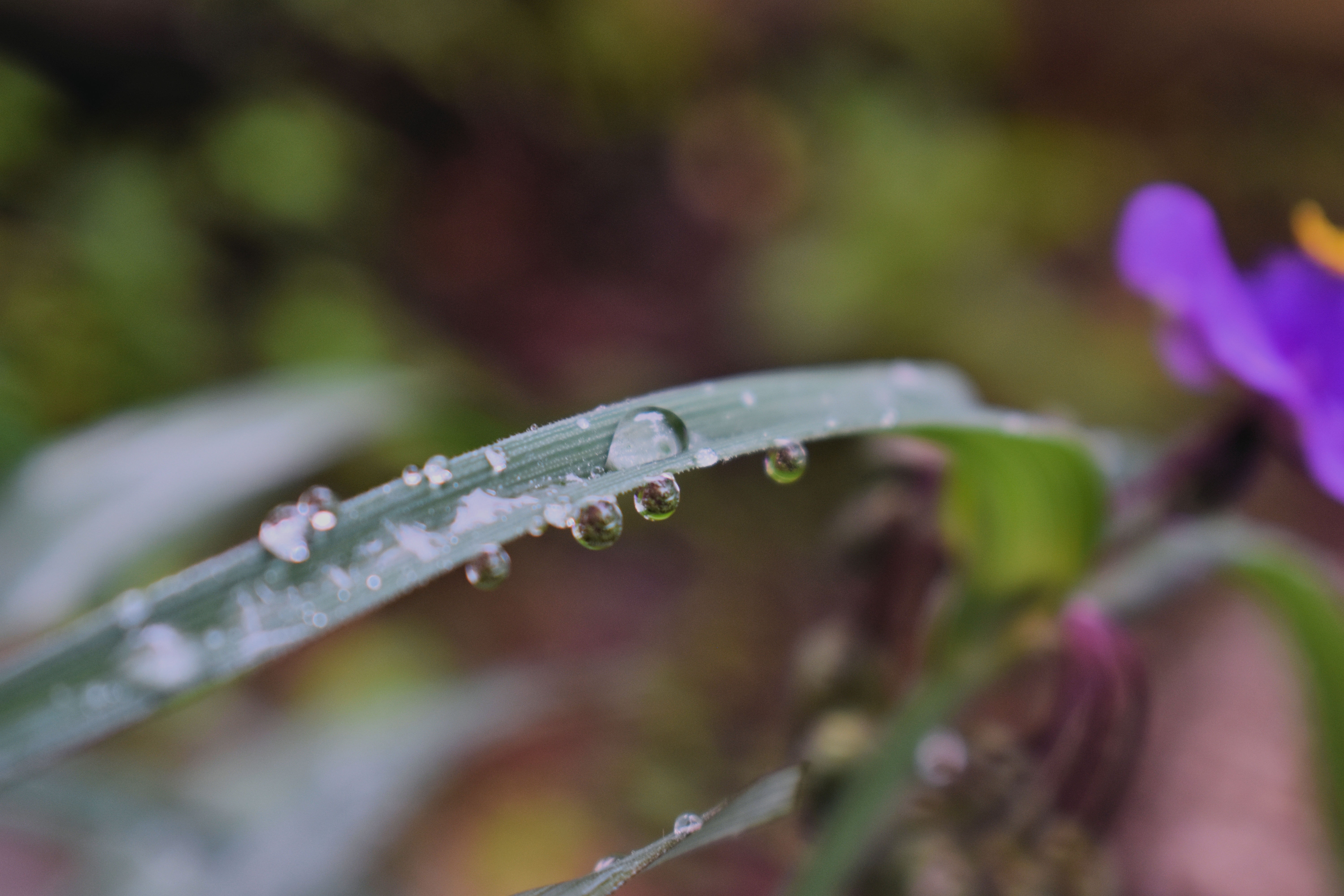 Macro Photography - HD Wallpaper 