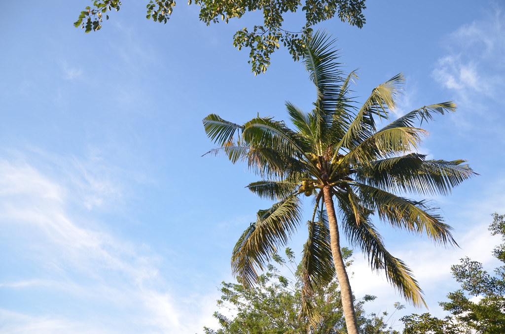 Pokok Kelapa - HD Wallpaper 
