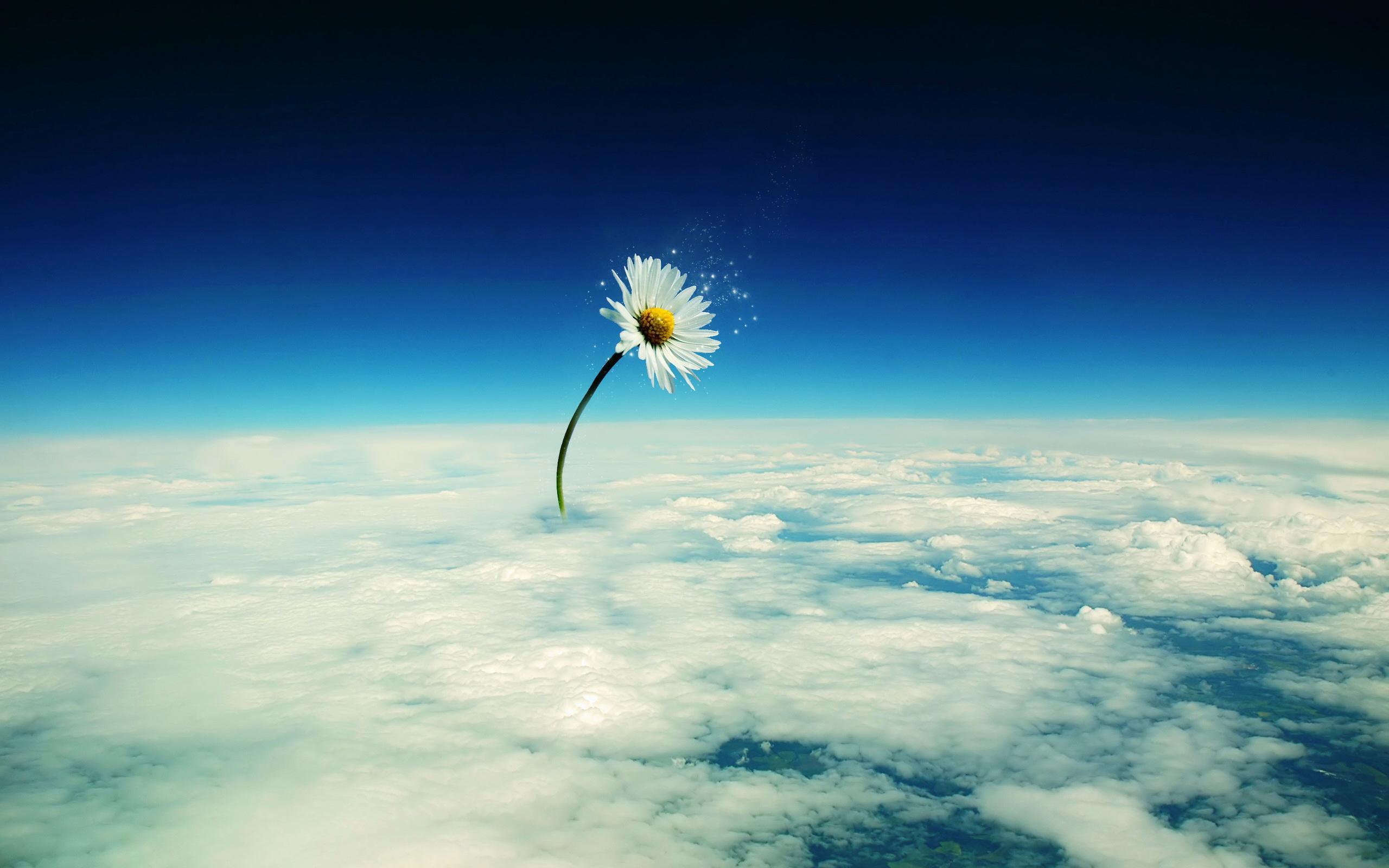 Kesepian Melalui Awan - Flower In The Sky - HD Wallpaper 