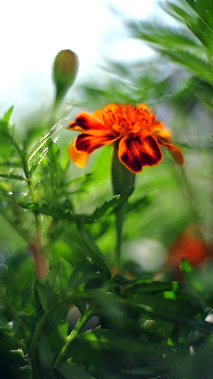 - Wallpaper Ponsel - Wallpaper - HD Wallpaper 